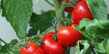 7 Khasiat Buah Tomat untuk Kesehatan