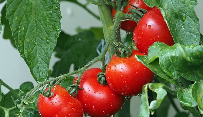 7 Khasiat Buah Tomat untuk Kesehatan