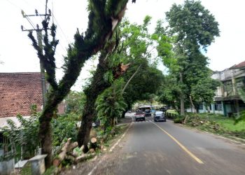 Dahan Pohon Jaran di Cikakak Patah Timpa Mobil