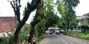 Dahan Pohon Jaran di Cikakak Patah Timpa Mobil