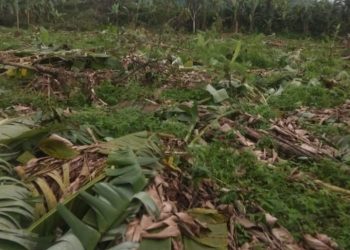 Ribuan Pohon Petani Desa Tenjojaya Sukabumi, Dirusak oleh Orang Tak Bertanggung Jawab