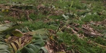 Ribuan Pohon Petani Desa Tenjojaya Sukabumi, Dirusak oleh Orang Tak Bertanggung Jawab