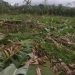 Ribuan Pohon Petani Desa Tenjojaya Sukabumi, Dirusak oleh Orang Tak Bertanggung Jawab