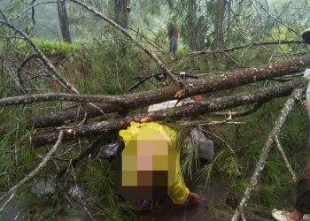 Pasutri Tertimpa Pohon Tumbang di Sindangraja, Suami Tewas Istri Luka Parah