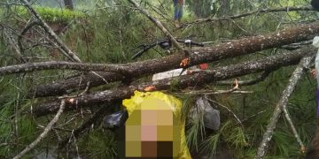 Pasutri Tertimpa Pohon Tumbang di Sindangraja, Suami Tewas Istri Luka Parah