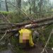 Pasutri Tertimpa Pohon Tumbang di Sindangraja, Suami Tewas Istri Luka Parah