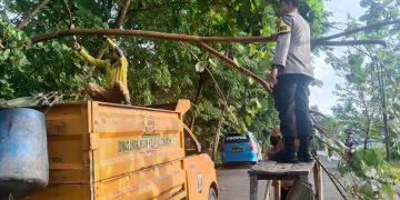 Bahayakan Masyarakat, Kapolres Sukabumi Pangkas Pohon Tumbang