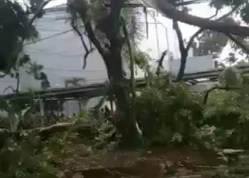 Hujan Lebat Disertai Angin Kencang di Bogor Tumbangkan Pohon dan Merusak Beberapa Bangunan dan Kendaraan