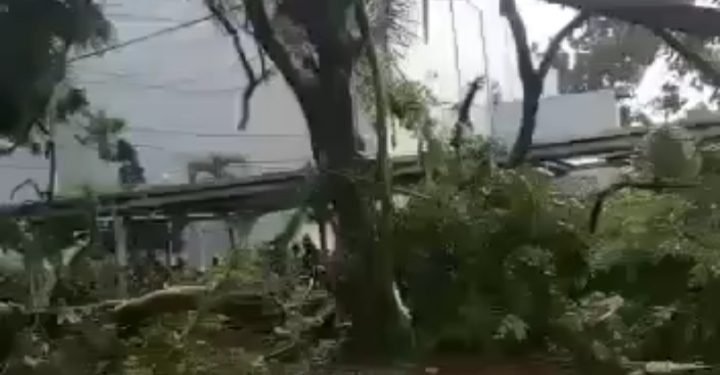 Hujan Lebat Disertai Angin Kencang di Bogor Tumbangkan Pohon dan Merusak Beberapa Bangunan dan Kendaraan