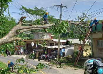 Akibat Pohon Tumbang Aliran Listrik Padam dan Timpa Rumah Warga