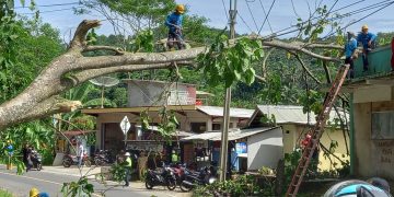 Akibat Pohon Tumbang Aliran Listrik Padam dan Timpa Rumah Warga