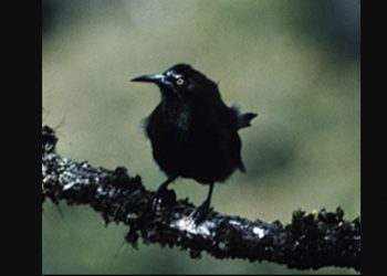 Nyanyian Terakhir Spesies Burung Kauai O’O di Muka Bumi