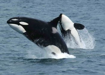 Orca si Raja Laut yang Sesungguhnya