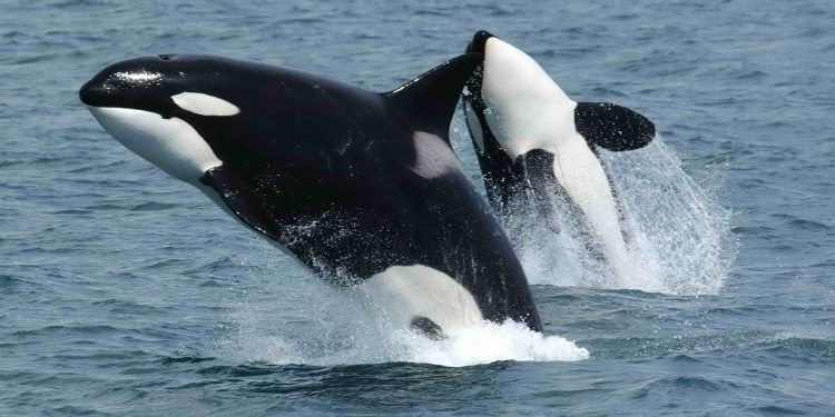 Orca si Raja Laut yang Sesungguhnya