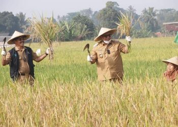 Panen raya Mina Padi, Bupati : Jadikan Momentum bagi Petani  Agar Lebih Kreatif dan Inovatif