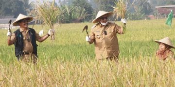 Panen raya Mina Padi, Bupati : Jadikan Momentum bagi Petani  Agar Lebih Kreatif dan Inovatif