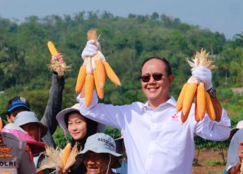 Implementasi Kemitraan FKDB dan Polri, Ayep Zaki Laksanakan Panen Jagung di Purabaya, Sukabumi
