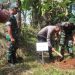 Kostrad Bersinergi dengan Kodam lll/Siliwamgi dan Kopassus Tanam Pohon Secara Serentak di Sukabumi
