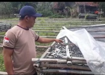 Harga Garam Meroket , Pengusaha Ikan Asin di Palangpang Menjerit