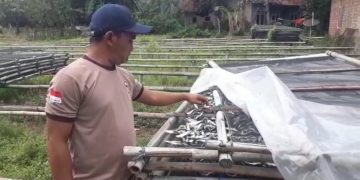 Harga Garam Meroket , Pengusaha Ikan Asin di Palangpang Menjerit