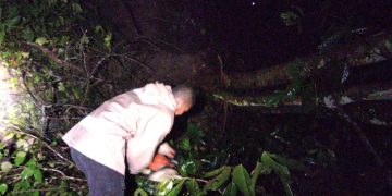 Polres Sukabumi Evakuasi Pohon Tumbang di Tanjakan  Cisarakan
