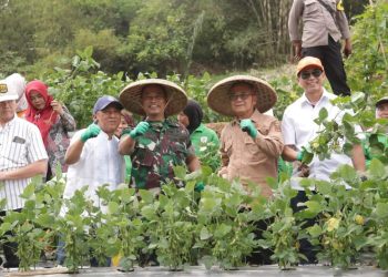 Menguntungkan dan Menyejahterakan: Wakil Bupati Sukabumi Menyampaikan Apresiasi pada Hasil Panen Edamame