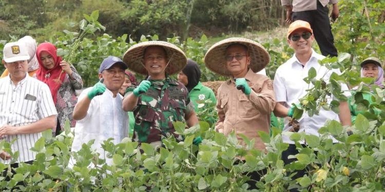 Menguntungkan dan Menyejahterakan: Wakil Bupati Sukabumi Menyampaikan Apresiasi pada Hasil Panen Edamame