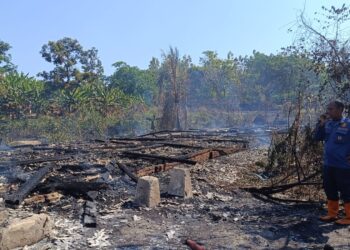 Kebakaran Lahan di Cigangsa, Kandang Ayam Ludes Terbakar Bersama 250 Ekor Broiler