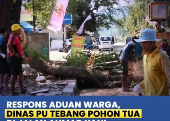 Antisipasi Pohon Tumbang, Dinas PU Sukabumi Tebang dan Pangkas Pohon di Palabuhanratu