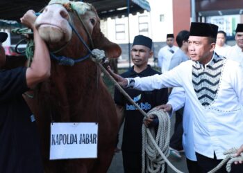 Kapolda Jabar Sumbangkan Dua Sapi Limosin untuk Pesantren, Penyandang Disabilitas, dan Kaum Dhuafa pada Iduladha 1446 H
