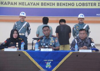 TNI AL Tangkap 21 Pelaku Penyelundupan Benih Lobster di NTB, Kerugian Negara Capai Rp5 Miliar