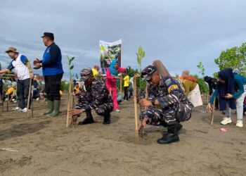 Sinergi Lestarikan Lingkungan: TNI AL Bersama Masyarakat Tolitoli Tanam 1.000 Bibit Mangrove