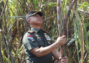 Swasembada Gula 2028, Panglima TNI Turun ke Sawah Dukung Panen Raya Tebu di Sleman