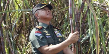 Swasembada Gula 2028, Panglima TNI Turun ke Sawah Dukung Panen Raya Tebu di Sleman