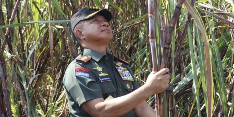 Swasembada Gula 2028, Panglima TNI Turun ke Sawah Dukung Panen Raya Tebu di Sleman