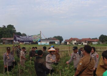 Dukung Swasembada Pangan, Polresta Cirebon Panen Raya Cabai dan Tebar Benih Lele di Panunggul