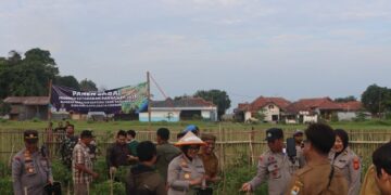 Dukung Swasembada Pangan, Polresta Cirebon Panen Raya Cabai dan Tebar Benih Lele di Panunggul