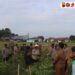 Dukung Swasembada Pangan, Polresta Cirebon Panen Raya Cabai dan Tebar Benih Lele di Panunggul