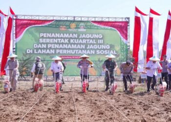 Irjen Pol. Rudi Setiawan Tanam Jagung Serentak di 23 Polres, Gandeng TNI dan Bulog Dukung Ketahanan Pangan