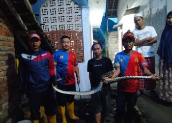 Respons Cepat Damkarmat Sukabumi Amankan Ular Sanca di Palabuhanratu