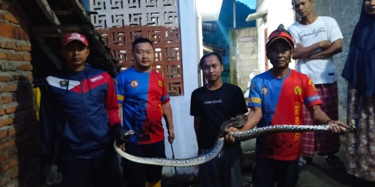 Respons Cepat Damkarmat Sukabumi Amankan Ular Sanca di Palabuhanratu