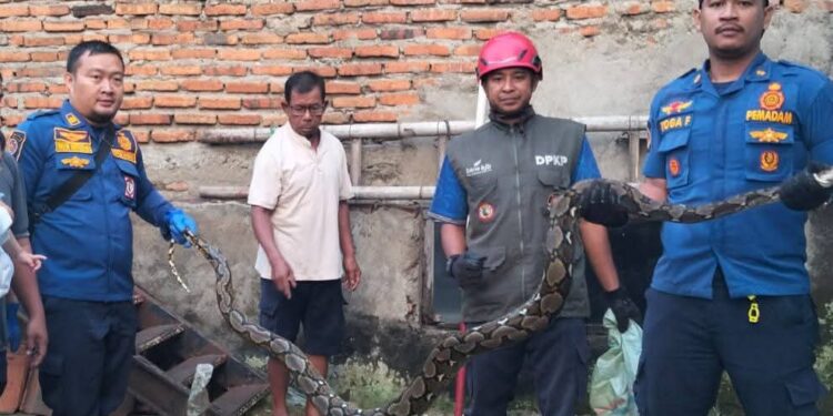 Resahkan Warga Jayanti, Ular Sanca Berhasil Dievakuasi Damkar Sukabumi