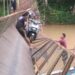 Lima Pemotor Tercebur ke Sungai Cibugel Akibat Jembatan Gantung Ambruk di Sukabumi