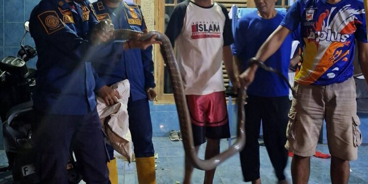 Damkarmat Kabupaten Sukabumi Evakuasi King Cobra di Cikembar