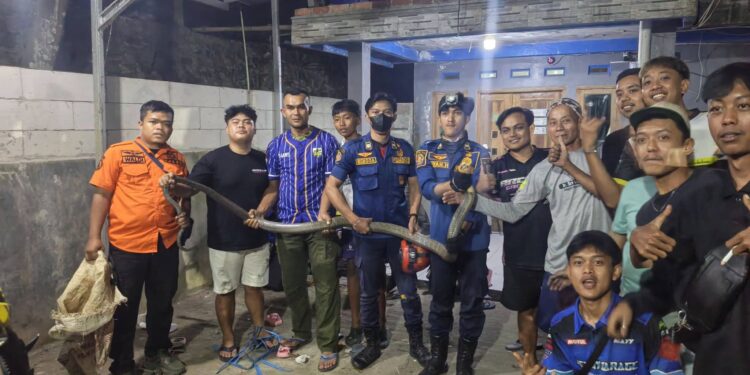 Damkarmat Kabupaten Sukabumi Evakuasi Ular dari Rumah Warga di Pamuruyan
