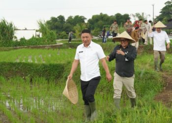 Wabup Sukabumi Luncurkan Sekolah Lapang Tanam Padi PM-AAS di Cisaat