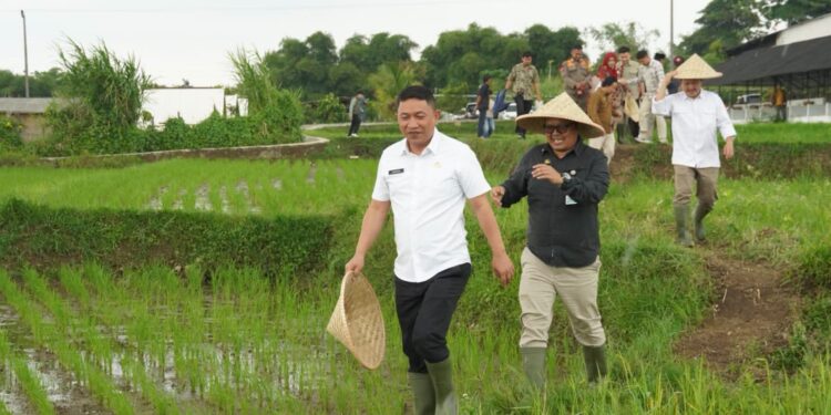 Wabup Sukabumi Luncurkan Sekolah Lapang Tanam Padi PM-AAS di Cisaat
