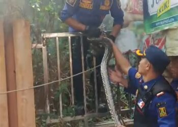 Damkarmat Kabupaten Sukabumi Evakuasi Ular Sanca dari Rumah Warga di Palabuhanratu