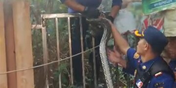 Damkarmat Kabupaten Sukabumi Evakuasi Ular Sanca dari Rumah Warga di Palabuhanratu