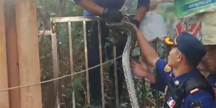 Damkarmat Kabupaten Sukabumi Evakuasi Ular Sanca dari Rumah Warga di Palabuhanratu